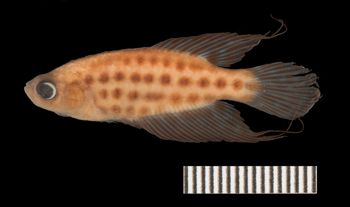 Media type: image;   Ichthyology 138931 Aspect: lateral,description